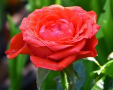 Rose-052.jpg
